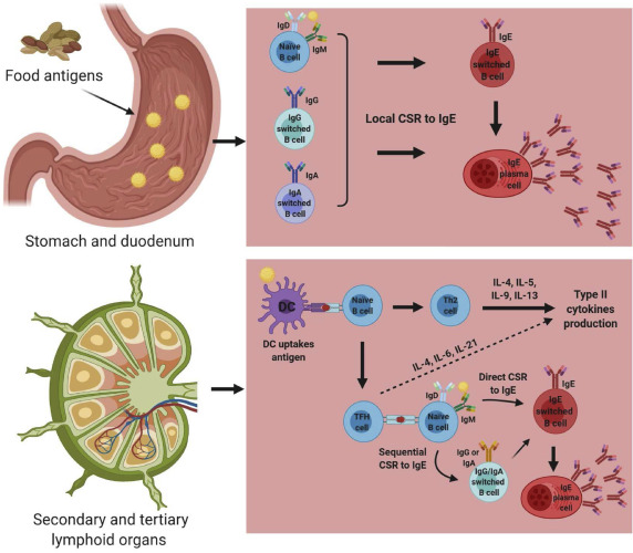 allergies, B cells, immunology