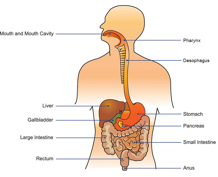 digestion, gastrointestinal tract