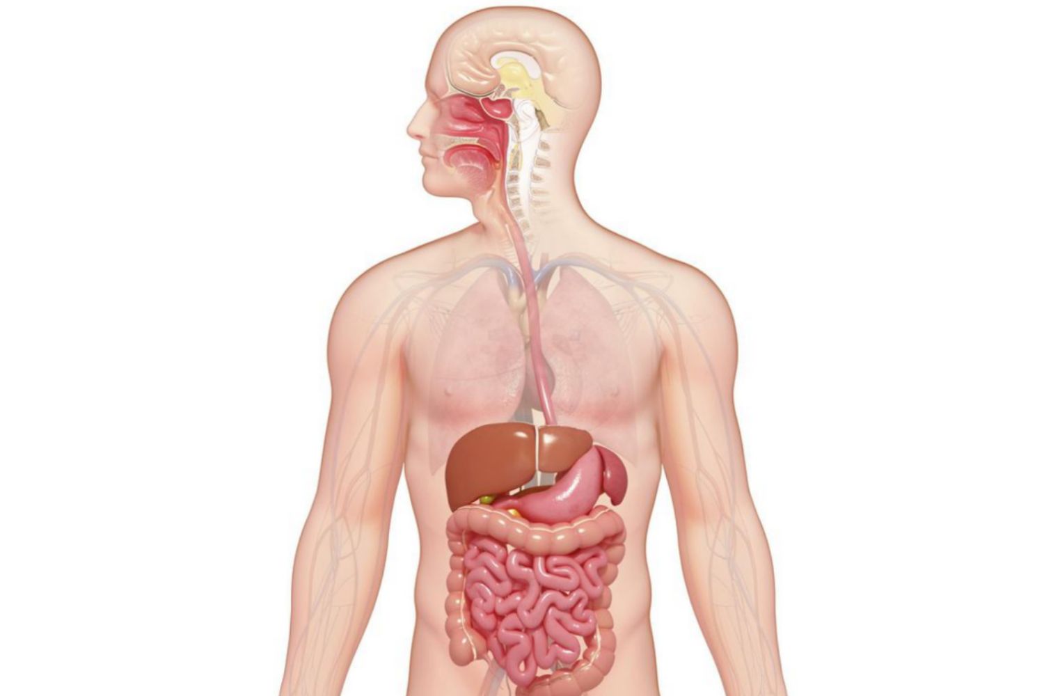 digestion, gastrointestinal tract